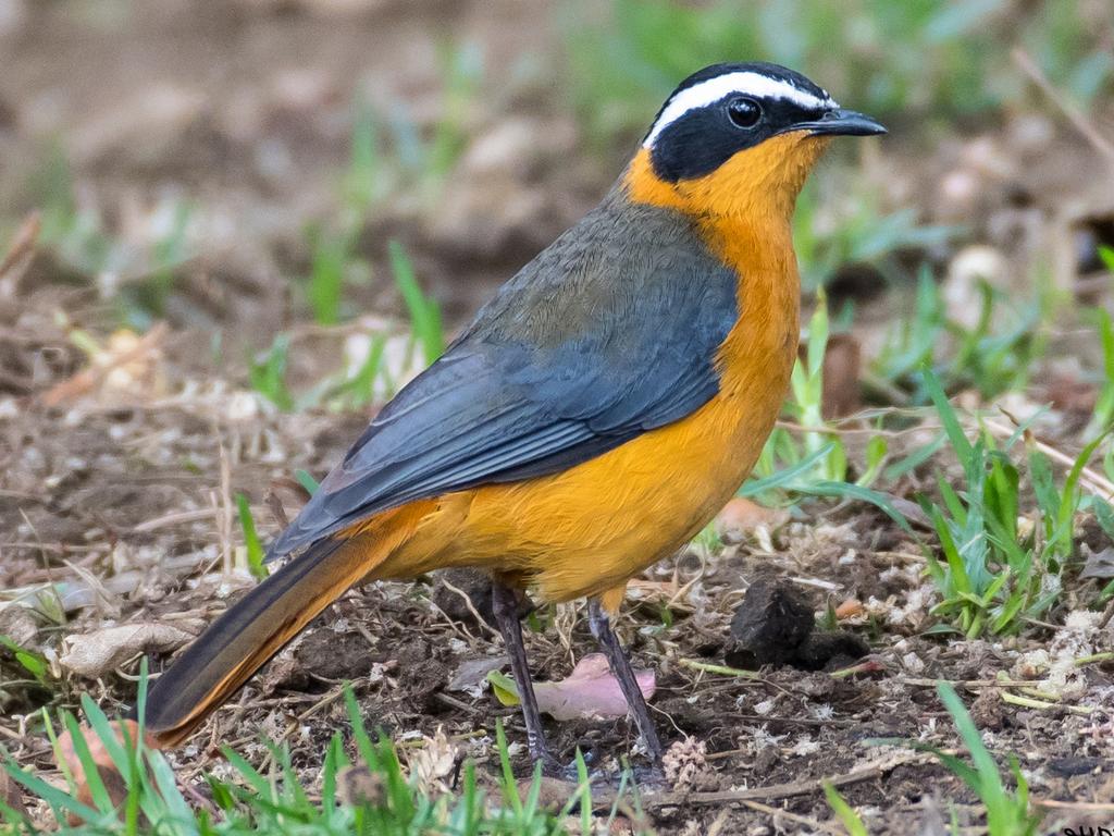 Gezocht Heuglini tapuit pop, Dieren en Toebehoren, Vogels | Overige Vogels, Vrouwelijk, Geringd
