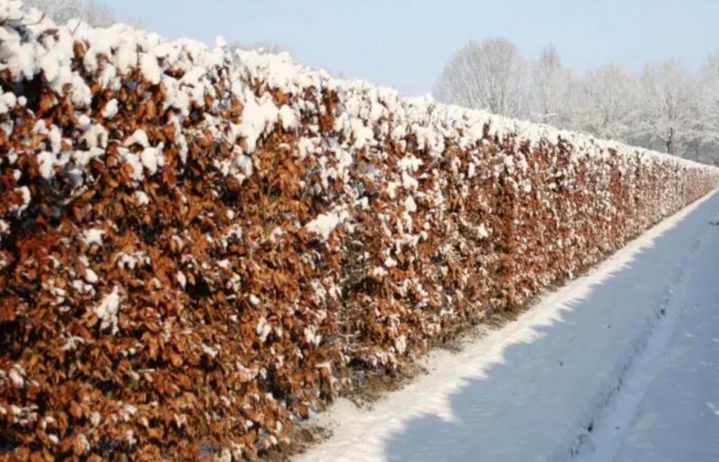Beukenhaag “Fagus”, Ophalen of Verzenden, Bloeit niet, Overige soorten, Volle zon