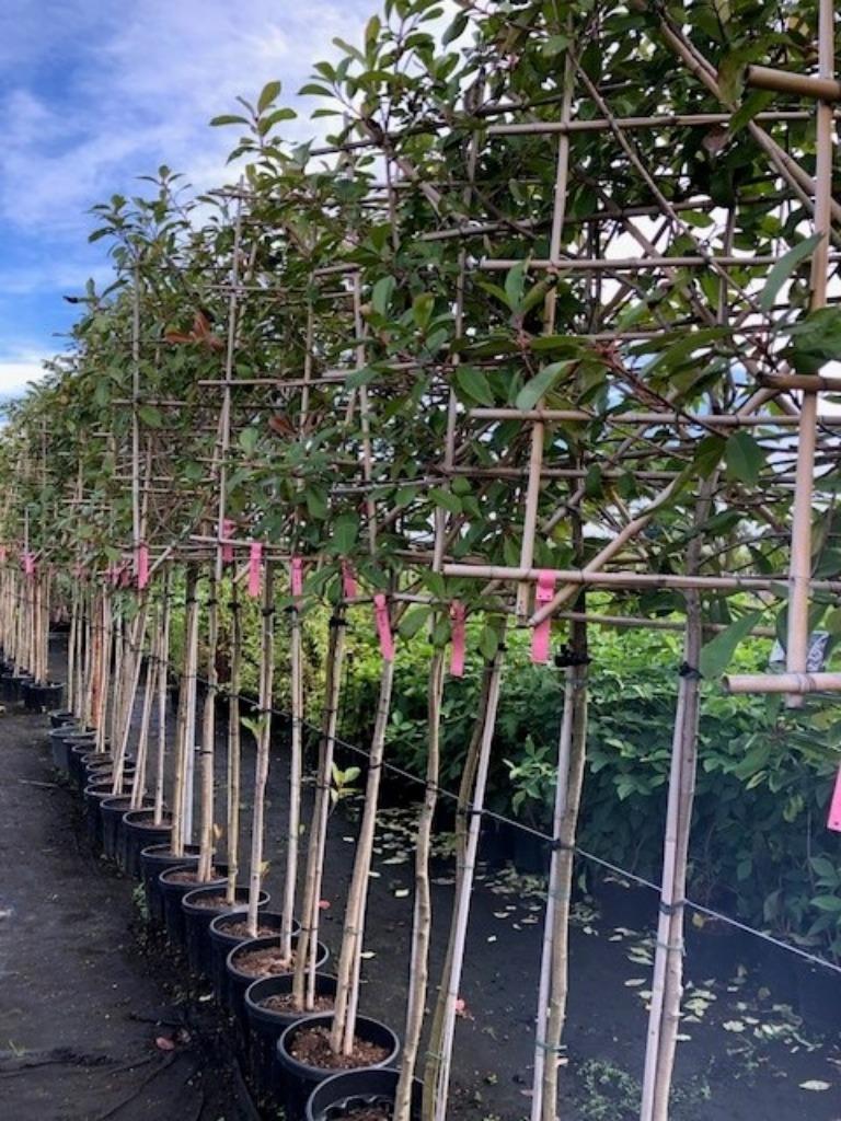 Glansmispel, Leiboom Photinia Nu 10% korting Vanaf € 108,=, Leiboom, Halfschaduw, Lente, 250 tot 400 cm