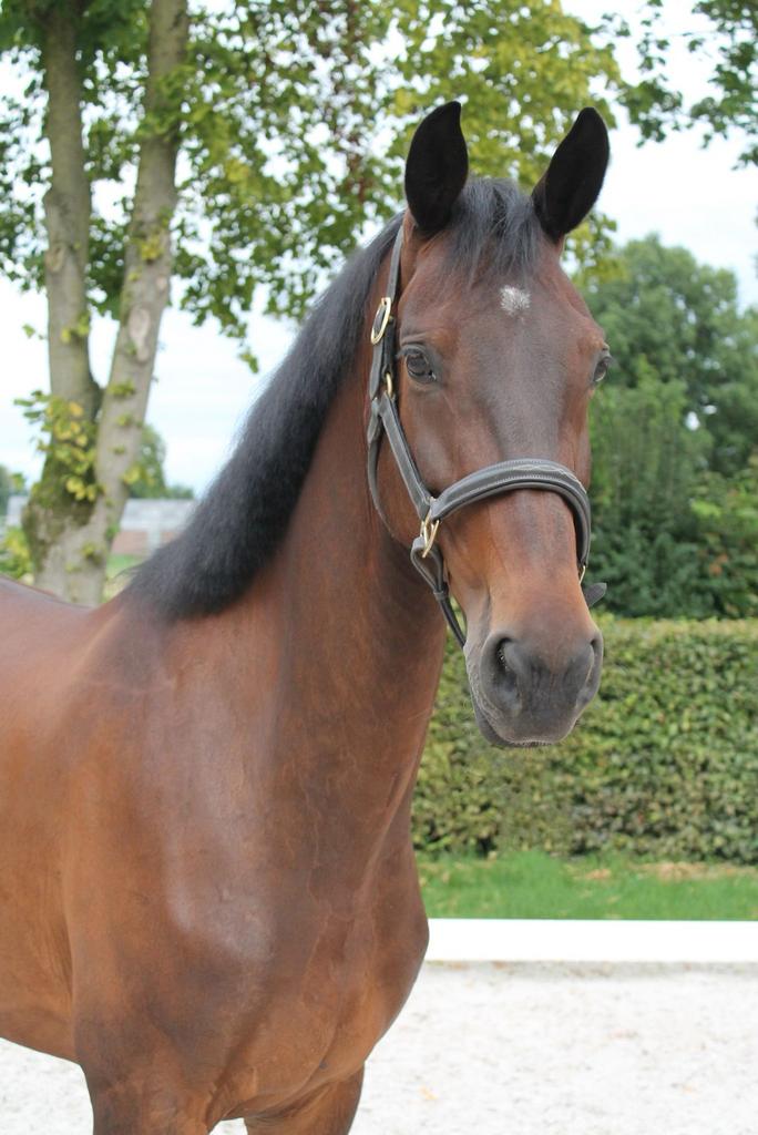 MOET WEG!!Leuk project paard te koop, Dieren en Toebehoren, Merrie, Dressuurpaard, L, 7 tot 10 jaar