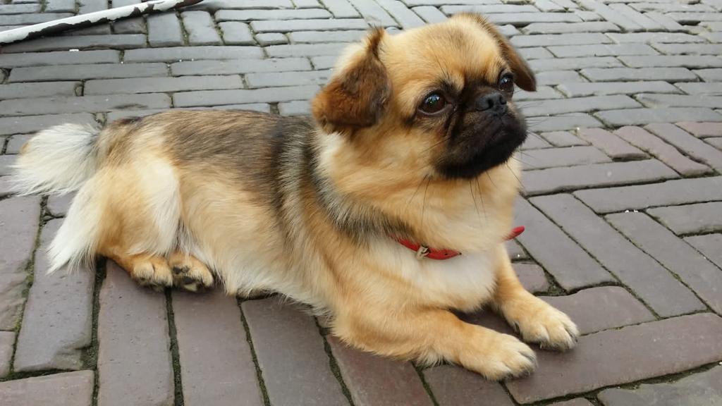 Deking, Dieren en Toebehoren, 6 jaar of ouder, Reu, CDV (hondenziekte), Eén hond