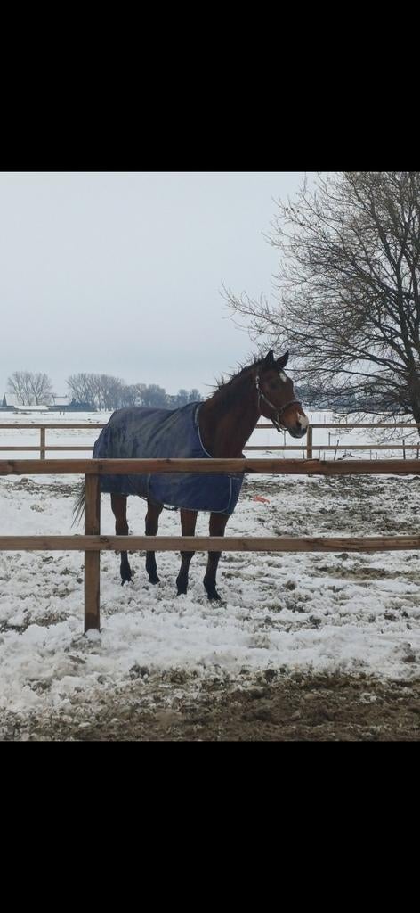 Lieve ruin te koop, Dieren en Toebehoren, Paarden, Ruin, Niet van toepassing, 170 tot 175 cm, 11 jaar of ouder, Recreatiepaard