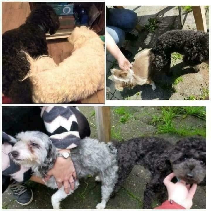 Toy poedel / dwerg poedel dekreu (geeft ook abrikoos door), Reu, Eén hond, CDV (hondenziekte), 3 tot 5 jaar