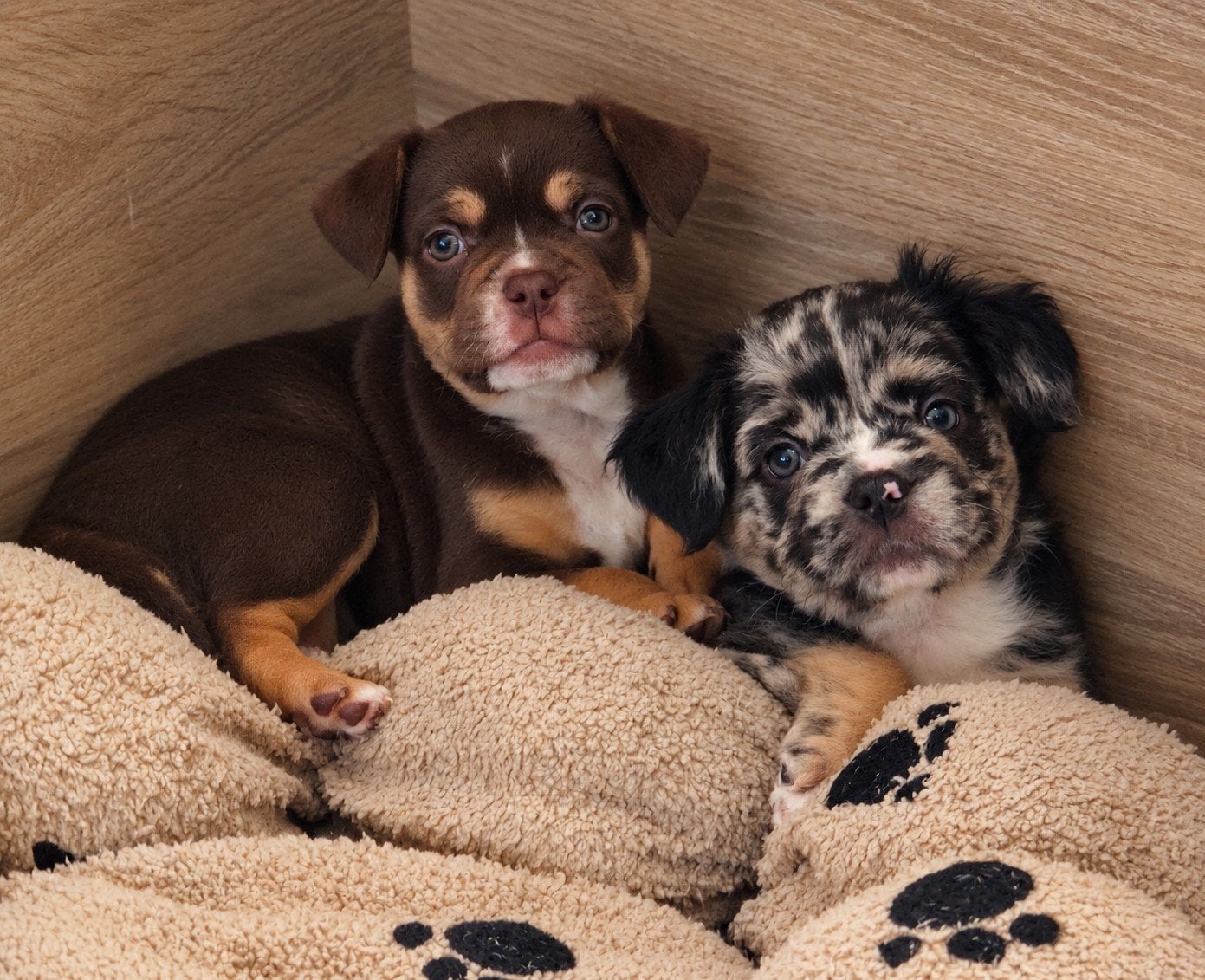 💙 prachtige x merle & tan fluffy franse bulldog pup reu 💙, Reu, CDV (hondenziekte), 8 tot 15 weken, Bulldog