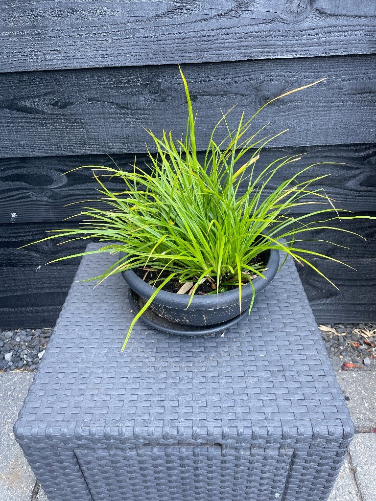 Japanse Zegge Carex morrowii 'Ice Dance' siergras, Ophalen, Vaste plant, Siergrassen, Halfschaduw