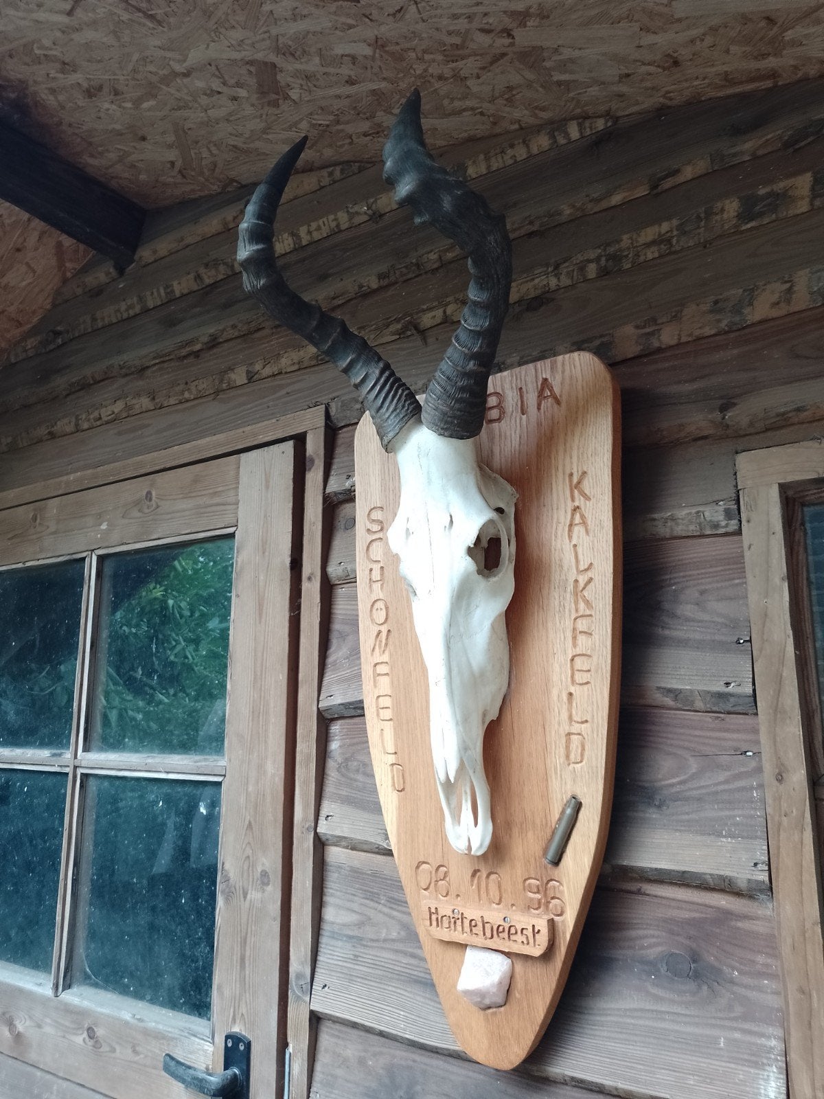 Trofee hartebeest Afrika Namibië Kalkfeld, Ophalen of Verzenden, Beeldje of Figuurtje