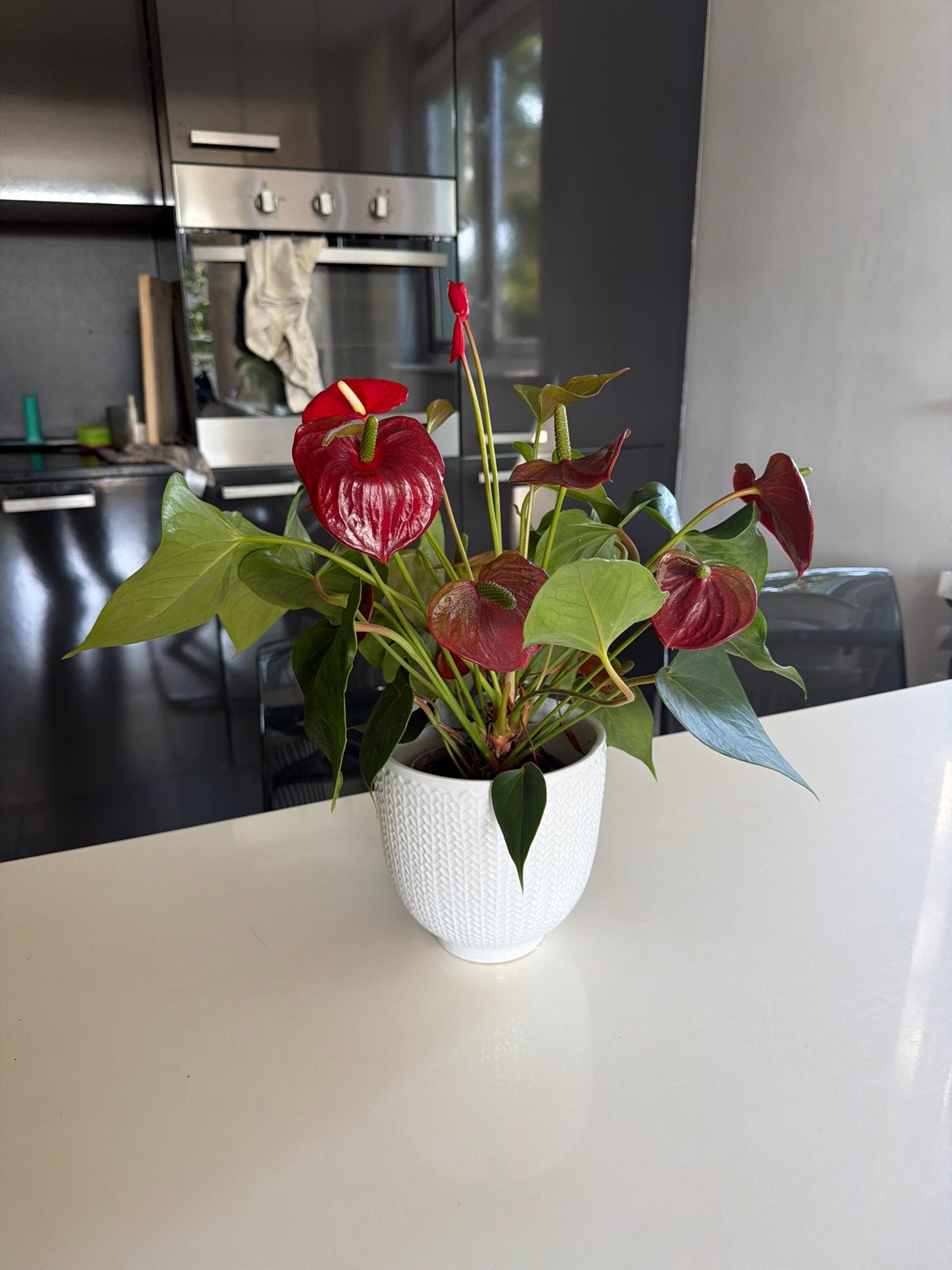 Anthurium plant in witte pot, Overige soorten, Vaste plant, Ophalen of Verzenden, Halfschaduw