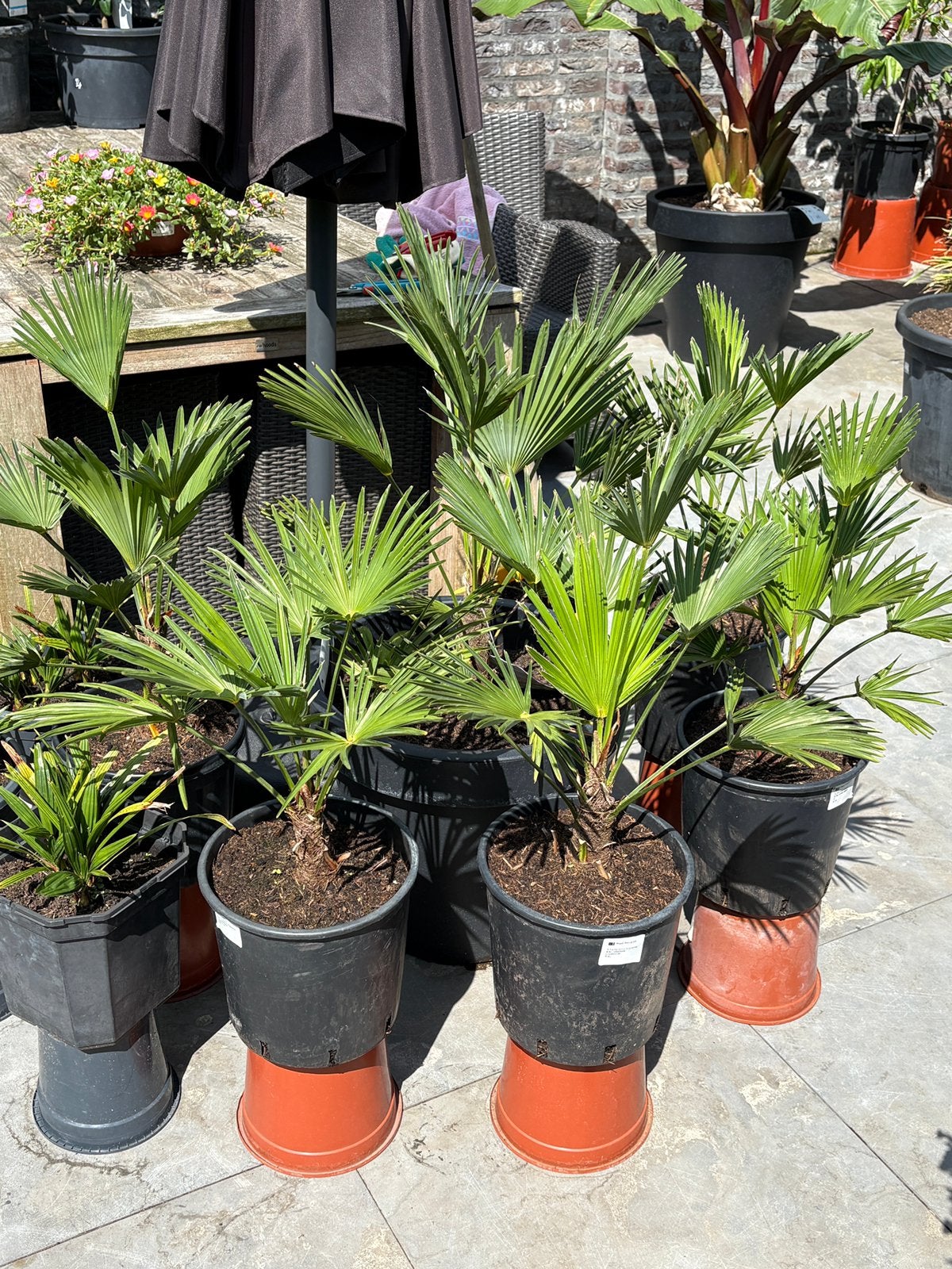 Aangeboden 5 prachtige trachycarpus wagnerianus palmbomen !!, Tuin en Terras, Planten | Bomen, Minder dan 100 cm, Zomer, Palmboom