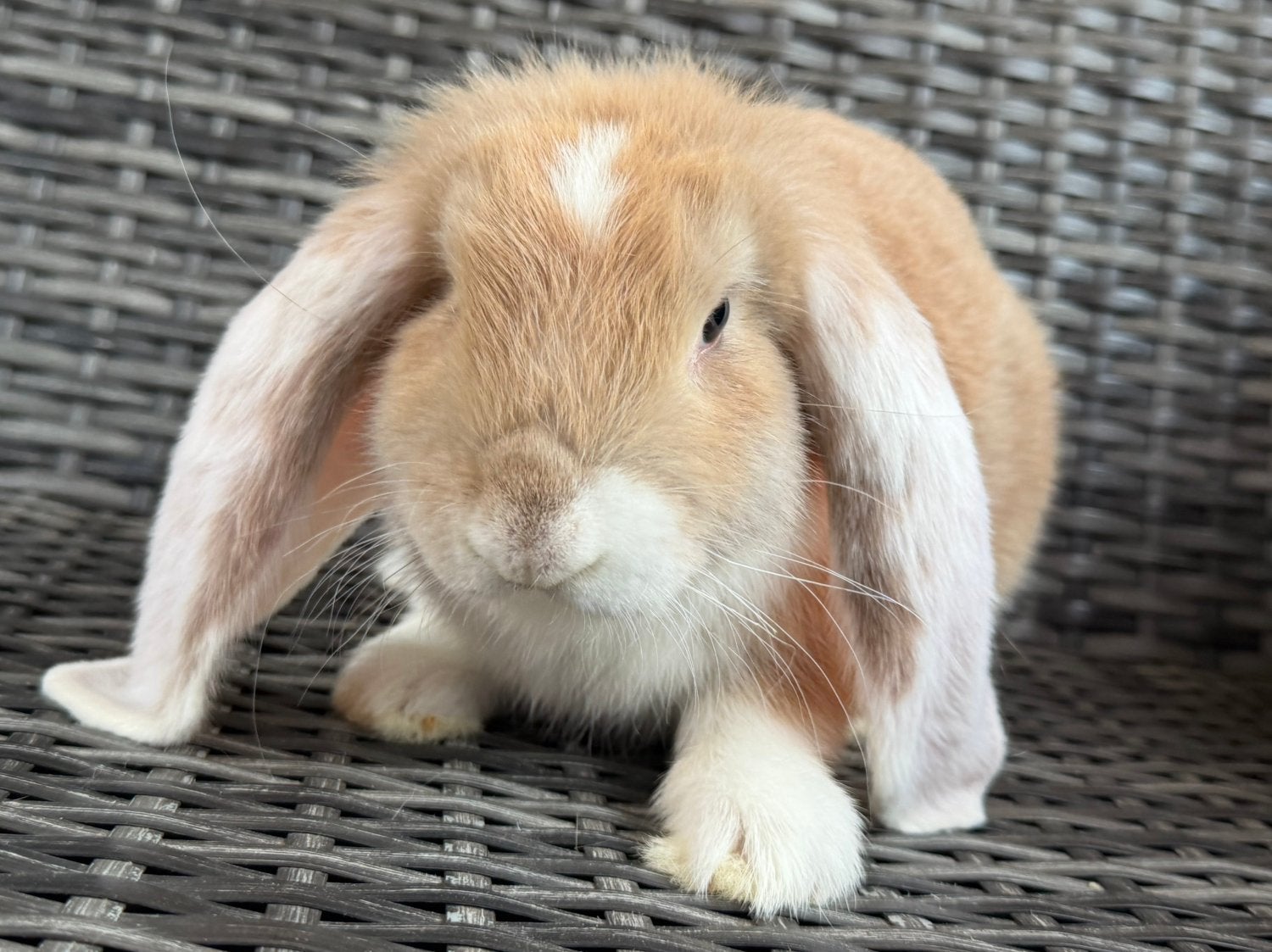 Super lief, knap, raszuiver & gezond Franse Hangoor rammetje, Dieren en Toebehoren, Konijnen, Mannelijk, Groot, Hangoor, 0 tot 2 jaar