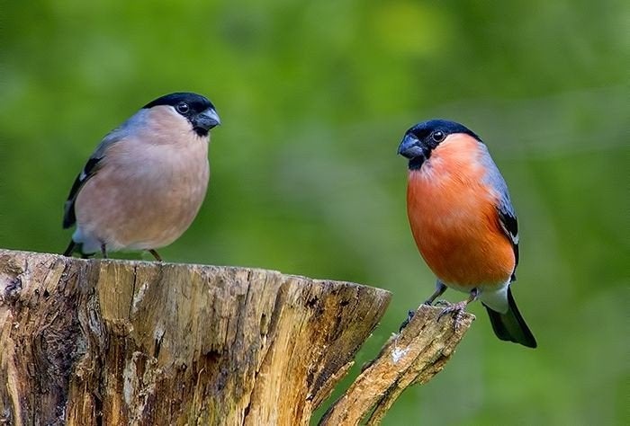 noorse goudvinken koppel, Meerdere dieren, Wildzangvogel