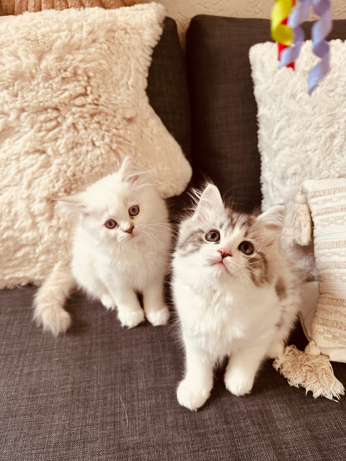 Ragdoll kruising britse langhaar, Meerdere dieren