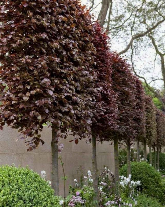 Leibeuken groen fagus, Ophalen, Halfschaduw, Leiboom, 250 tot 400 cm