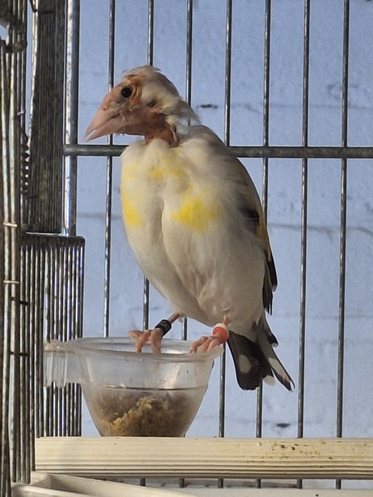 Major putter pop, Dieren en Toebehoren, Vogels | Kanaries, Bastaard, Vrouwelijk