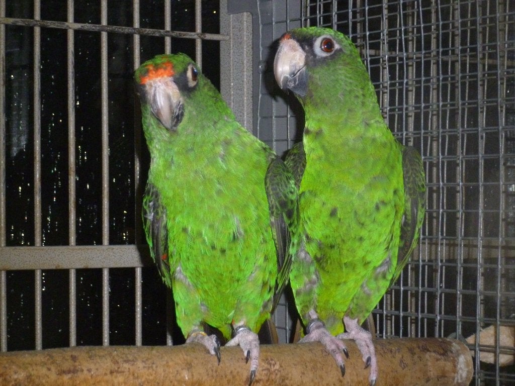 7x jardine-papegaaien / Poicephalus G.Massaicus., Dieren en Toebehoren, Meerdere dieren, Papegaai, Geringd
