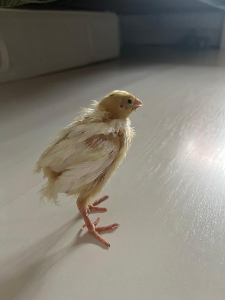 Dou japanse kwartel man en vrouw, Dieren en Toebehoren, Meerdere dieren, Tam