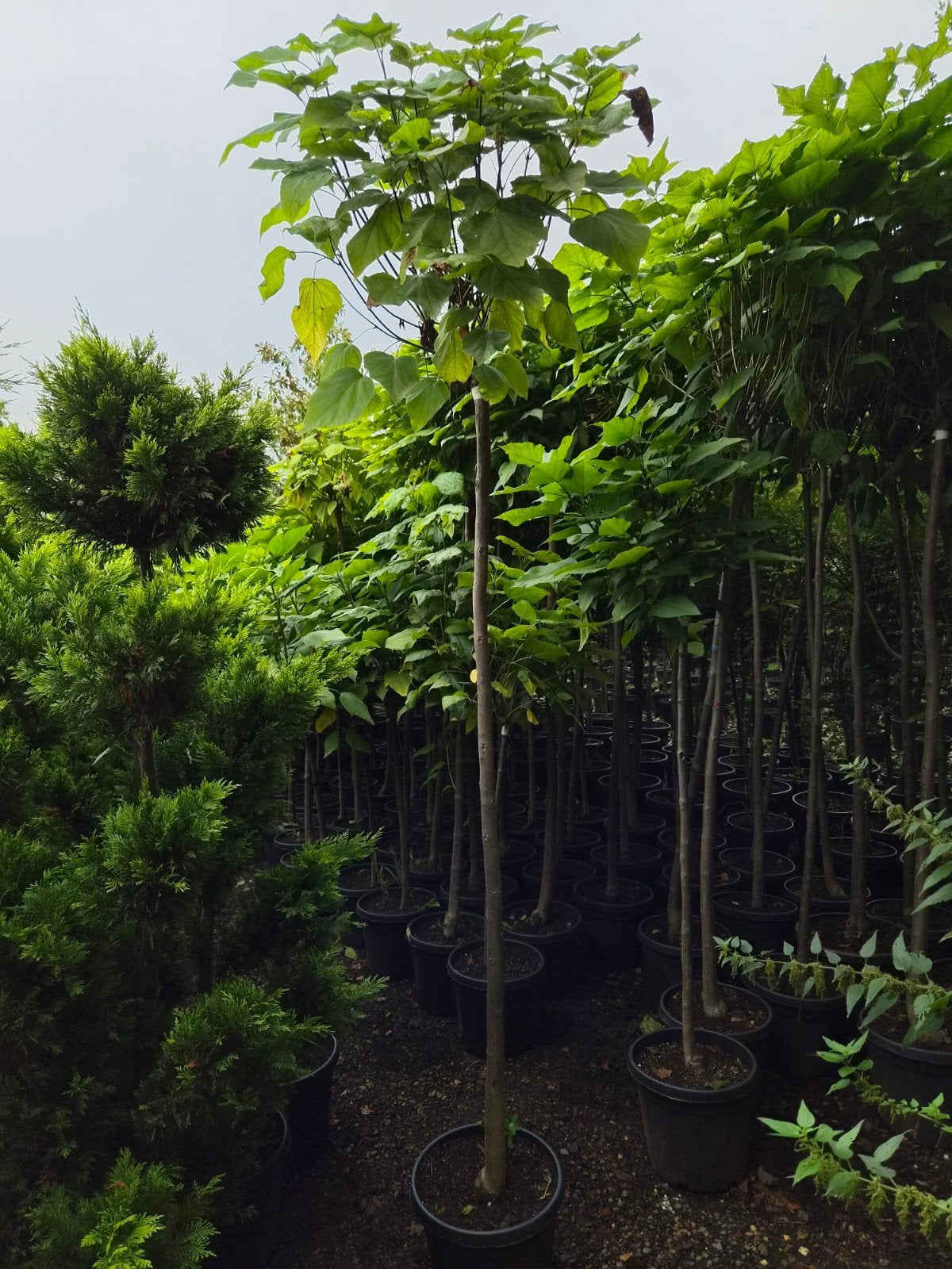 Catalpa Nana - Bolcatalpa - Trompetboom, Tuin en Terras, Bloeit niet, 250 tot 400 cm, Ophalen, Volle zon
