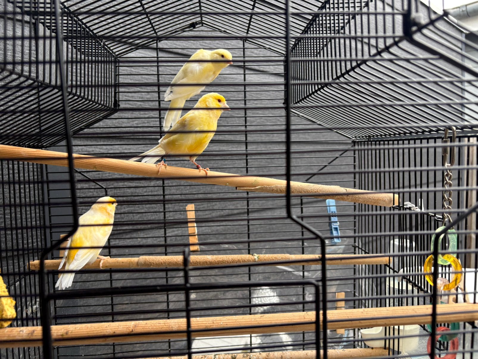 Te koop, Dieren en Toebehoren, Vogels | Kanaries, Meerdere dieren