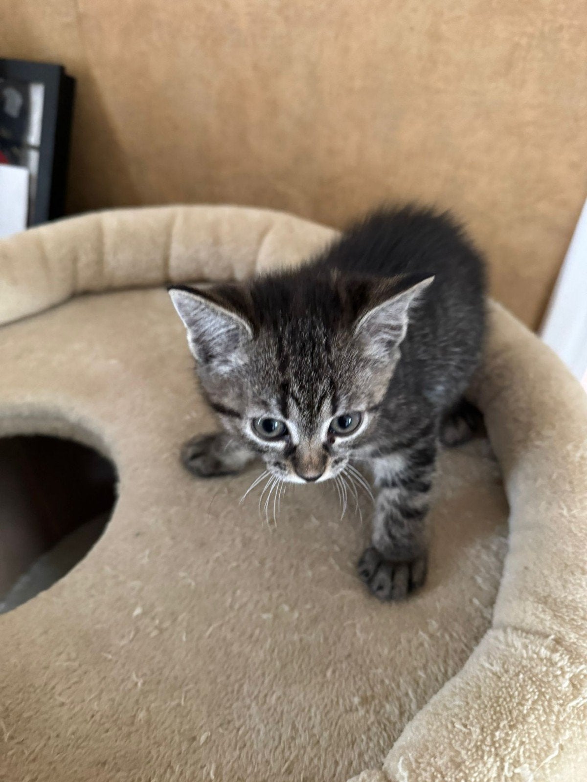 Te koop 3 kittens half ragdoll, Meerdere dieren, Gechipt