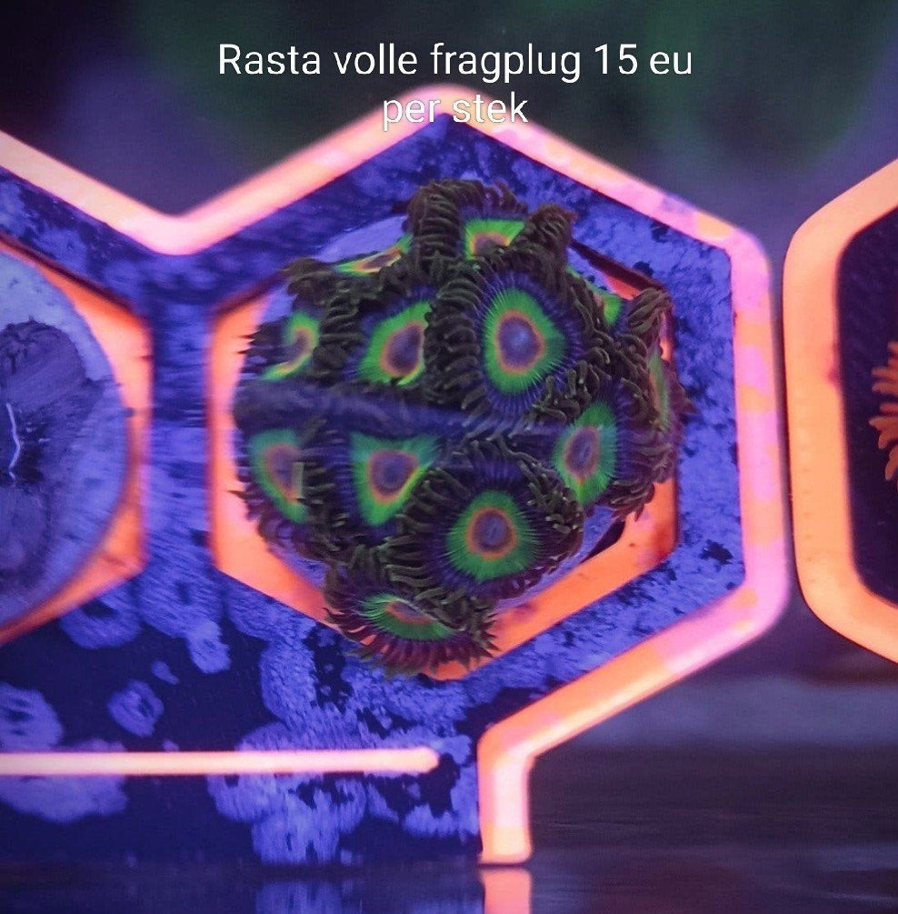 volle fragplug rasta zoanthids op (12+ poliepen), Dieren en Toebehoren, Zoutwatervis