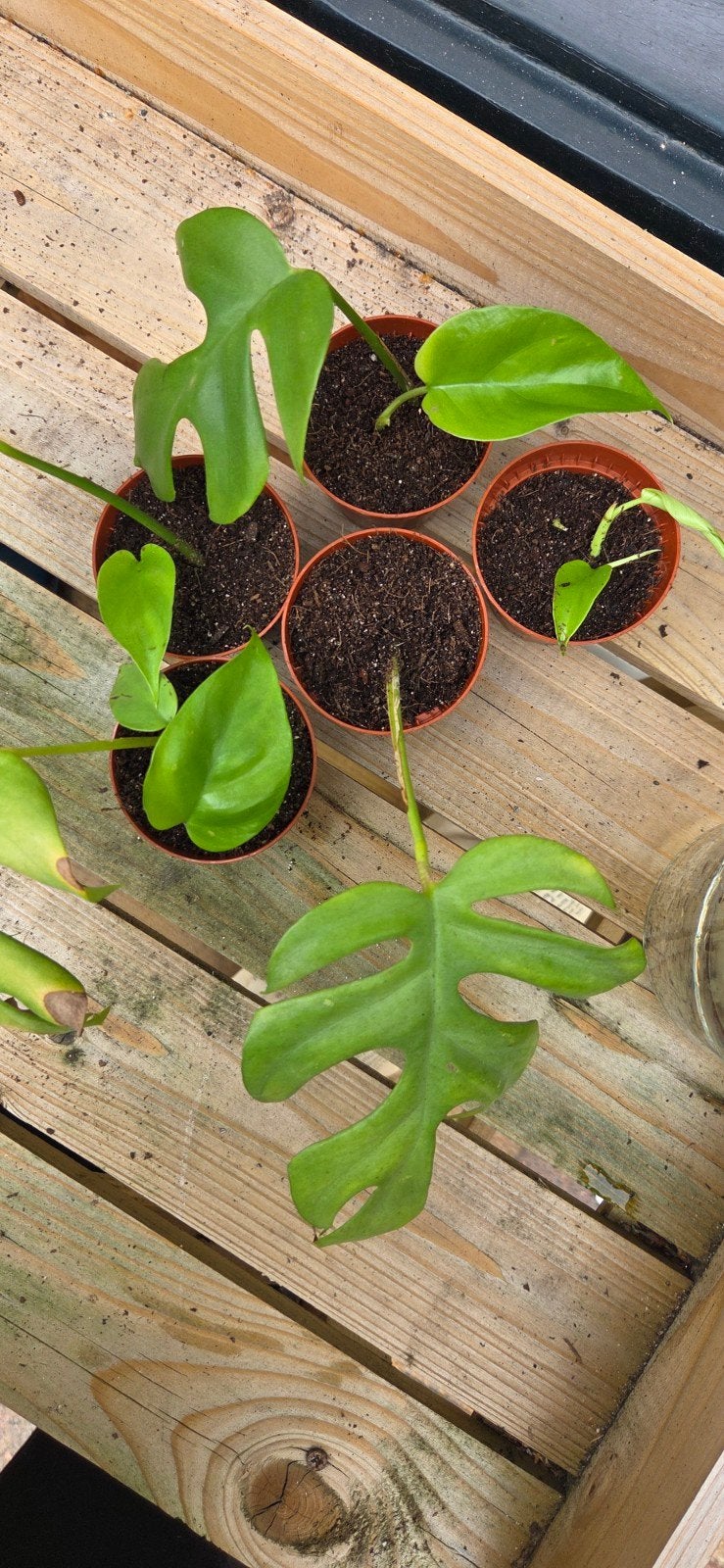 Mini Monstera stekjes: geworteld en gepot, Ophalen, Halfschaduw, In pot, Minder dan 100 cm