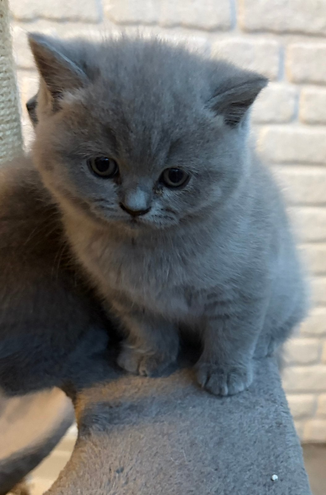 Britse korthaar kittens poesjes, Dieren en Toebehoren, Poes, Ontwormd