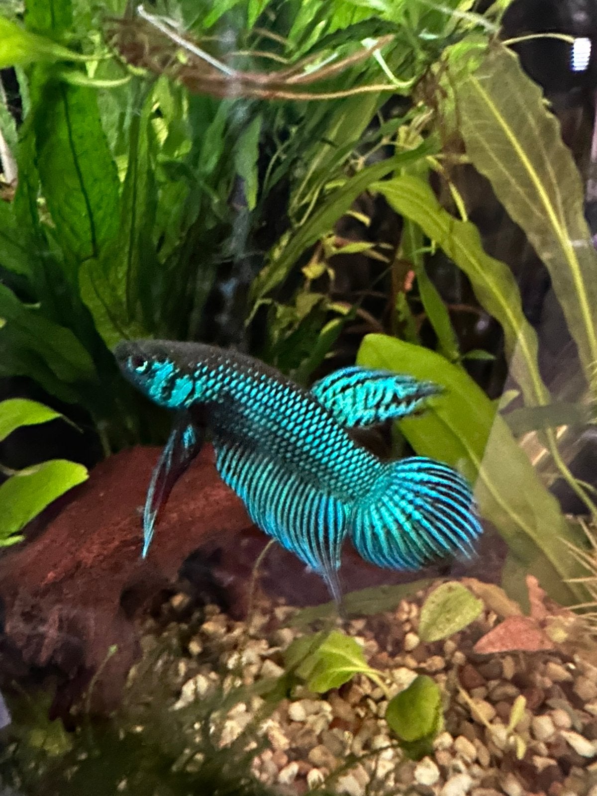 Wilde betta mahachaiensis NAKWEEK, Vis