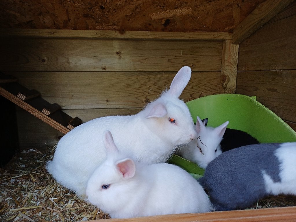 Lieve dwergkonijntjes, Dieren en Toebehoren, Meerdere dieren, Dwerg, 0 tot 2 jaar