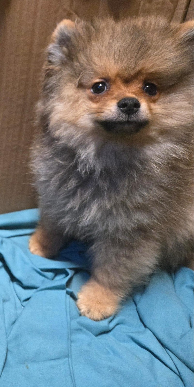 kleine pomeriaan pup, Dieren en Toebehoren, Particulier, 15 weken tot 1 jaar, Reu, Buitenland