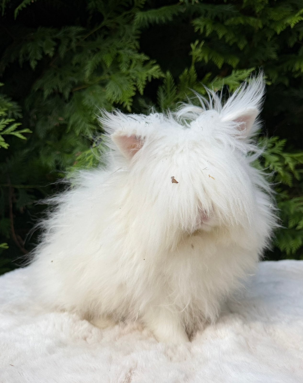 Super knappe teddy dwerg en minilop rammen en een voedster, Dieren en Toebehoren, Konijnen, Meerdere dieren, Dwerg, 0 tot 2 jaar
