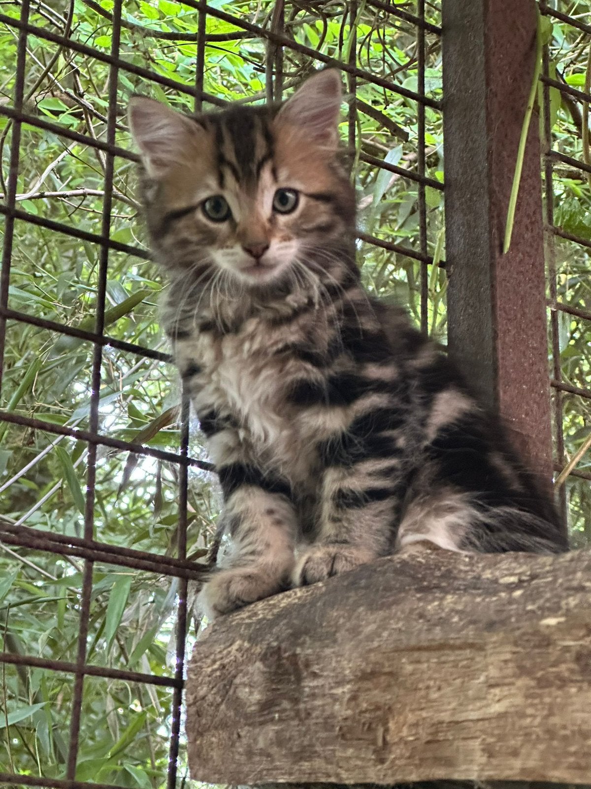 Prachtig Siberische kitten, Dieren en Toebehoren, Meerdere dieren, Gechipt, 0 tot 2 jaar