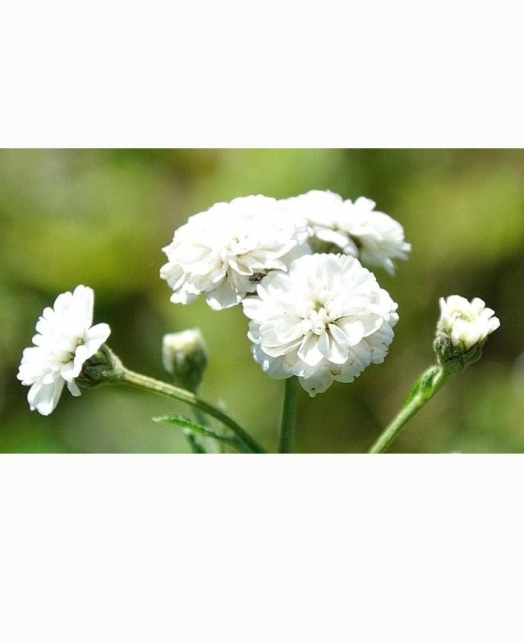 Achillea ptarmica 'The Pearl' - Duizendblad P9, Overige soorten, Volle zon, Vaste plant, Ophalen of Verzenden