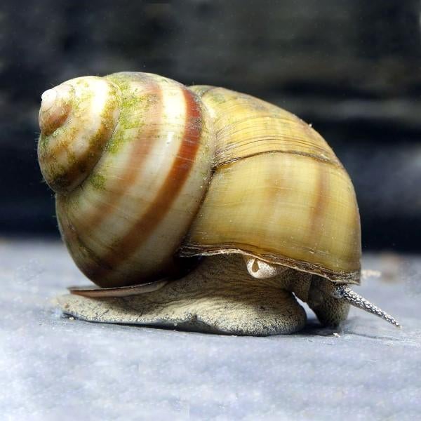 Moerashoornslak (Viviparus viviparus) Algen eter - Koidream, Overige soorten