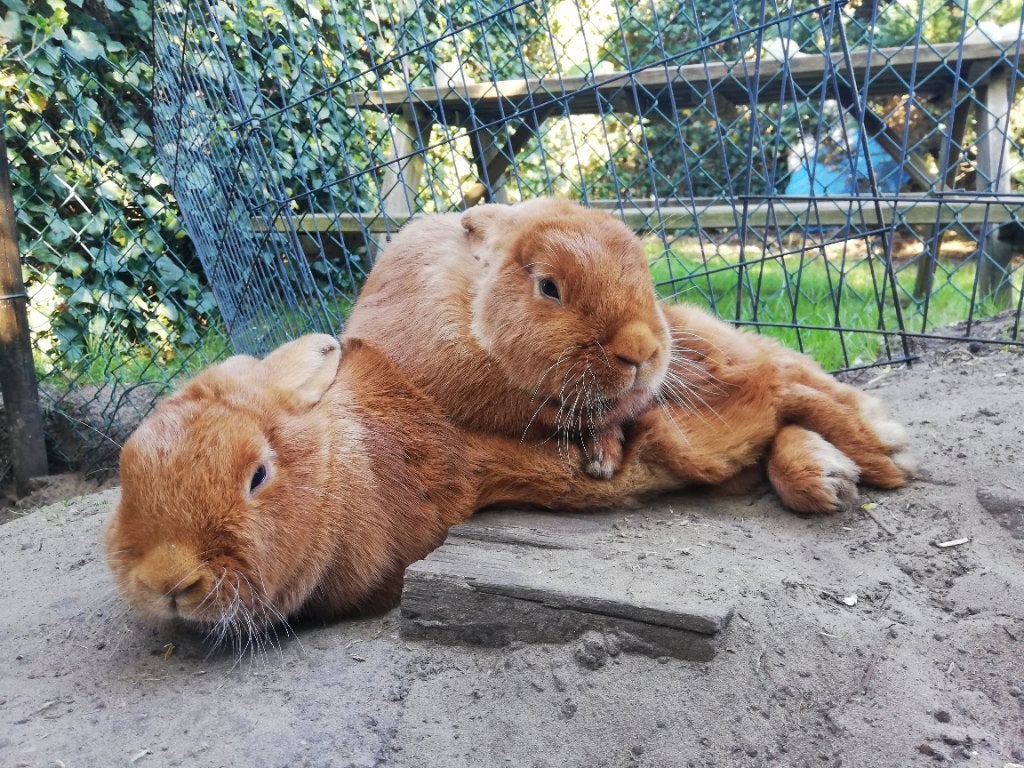 GEZOCHT: gecastreerde rammelaar, Dieren en Toebehoren, Konijnen, Mannelijk, Middelgroot