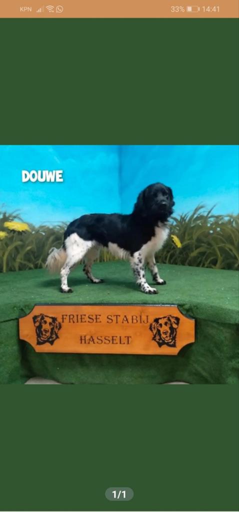 5 reutjes  en 1 teef je friese stabij puppy  mooie puppy, Reu, 8 tot 15 weken, Meerdere, Middel