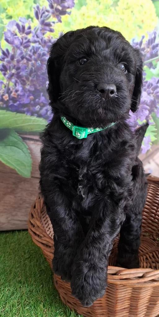 Labradoodle pupjes, medium maat. Super gezond❤️, Parvo, Overige rassen, 8 tot 15 weken, Meerdere
