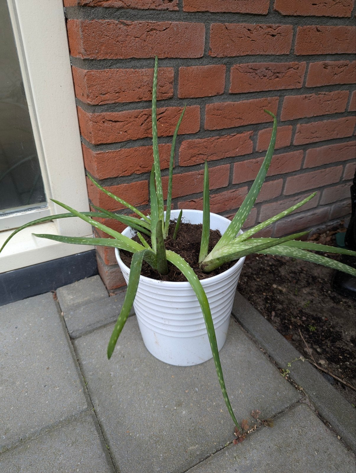 Grote pot met 3 Aloë Vera planten, Ophalen, Halfschaduw