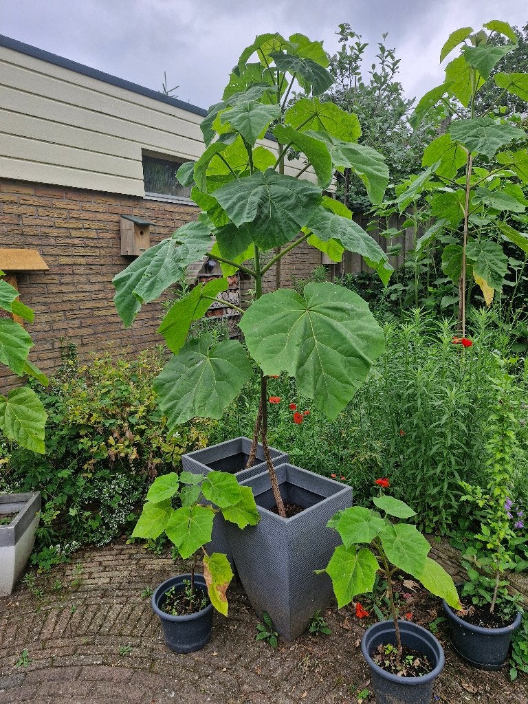 TE KOOP: verschillende Anna-Paulowna bomen van hobby-kweker, Overige soorten, Lente, 100 tot 250 cm, Ophalen