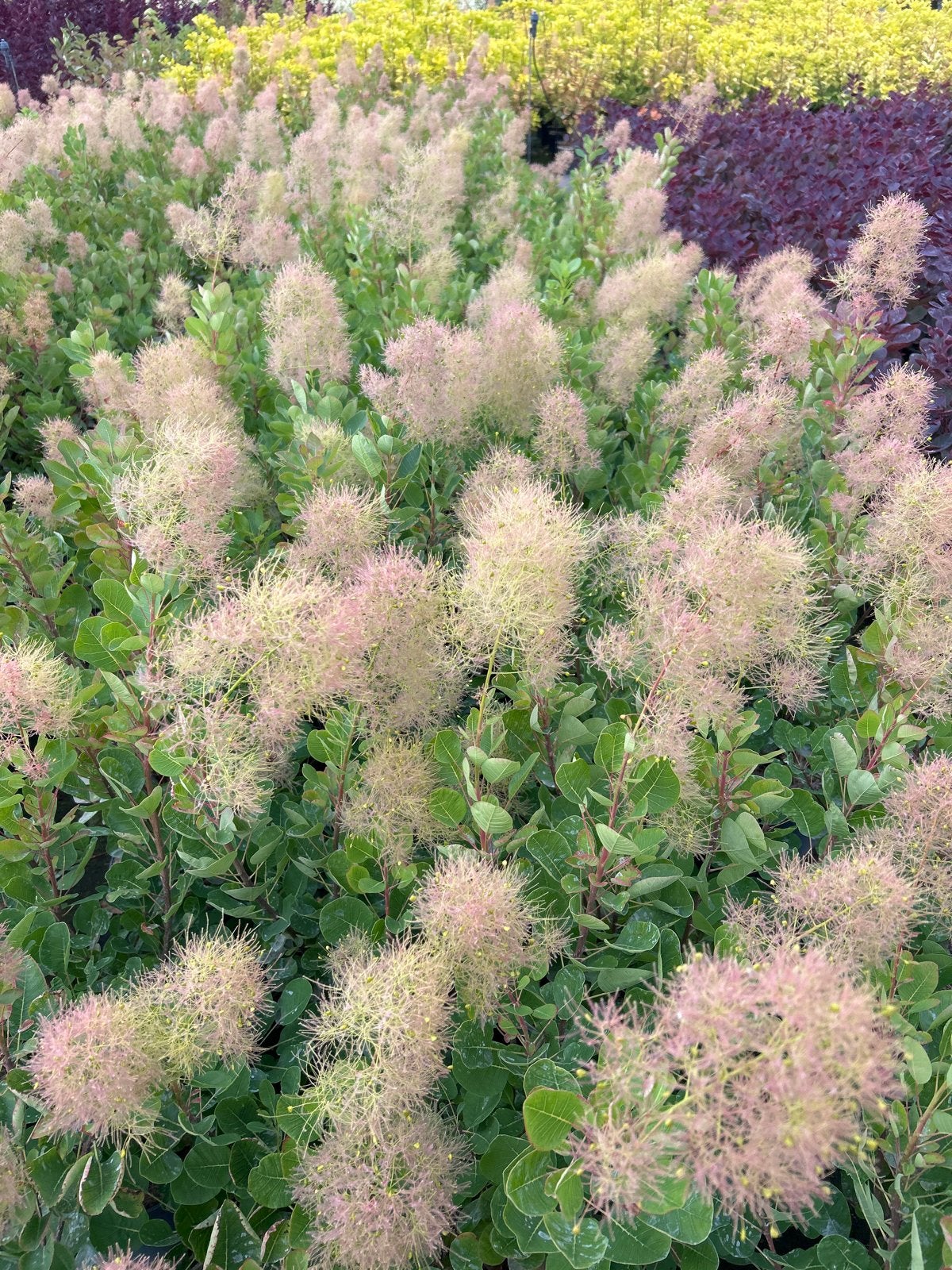 Pruikenboom 'Young Lady' (Cotinus coggygria) in 5L pot, Volle zon, Vaste plant, Zomer, Ophalen