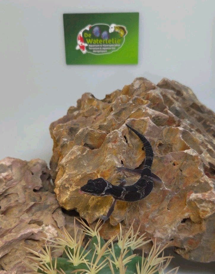 Luipaardgekko Blacknight Leopard Gecko photo 6