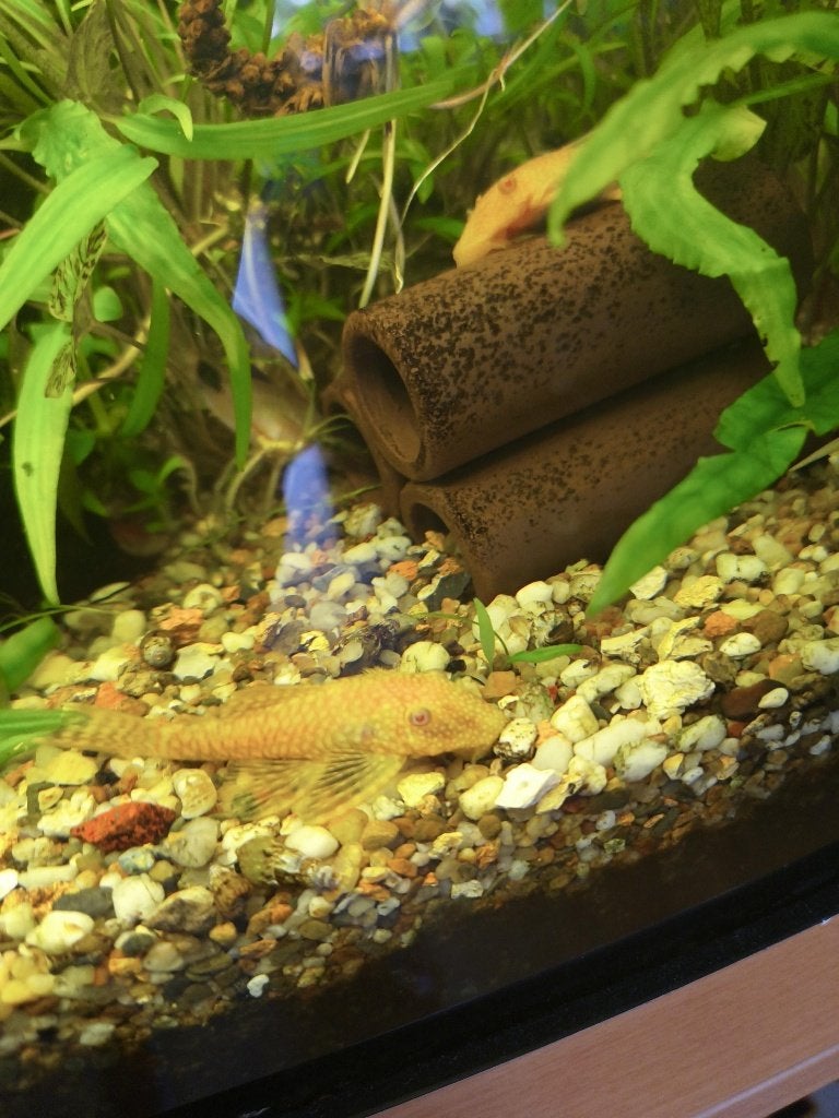 Gele ancistrussen borstelneus algeneter te koop., Dieren en Toebehoren, Vissen | Aquariumvissen, Vis, Zoetwatervis