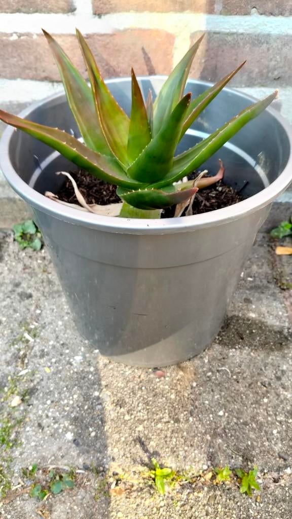 Aloë vera planten – groot en klein beschikbaar, Ophalen, Overige soorten, Volle zon