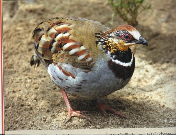 Rickett Bospatrijzen. Ga naar Geel, Dieren en Toebehoren, Meerdere dieren, Geringd