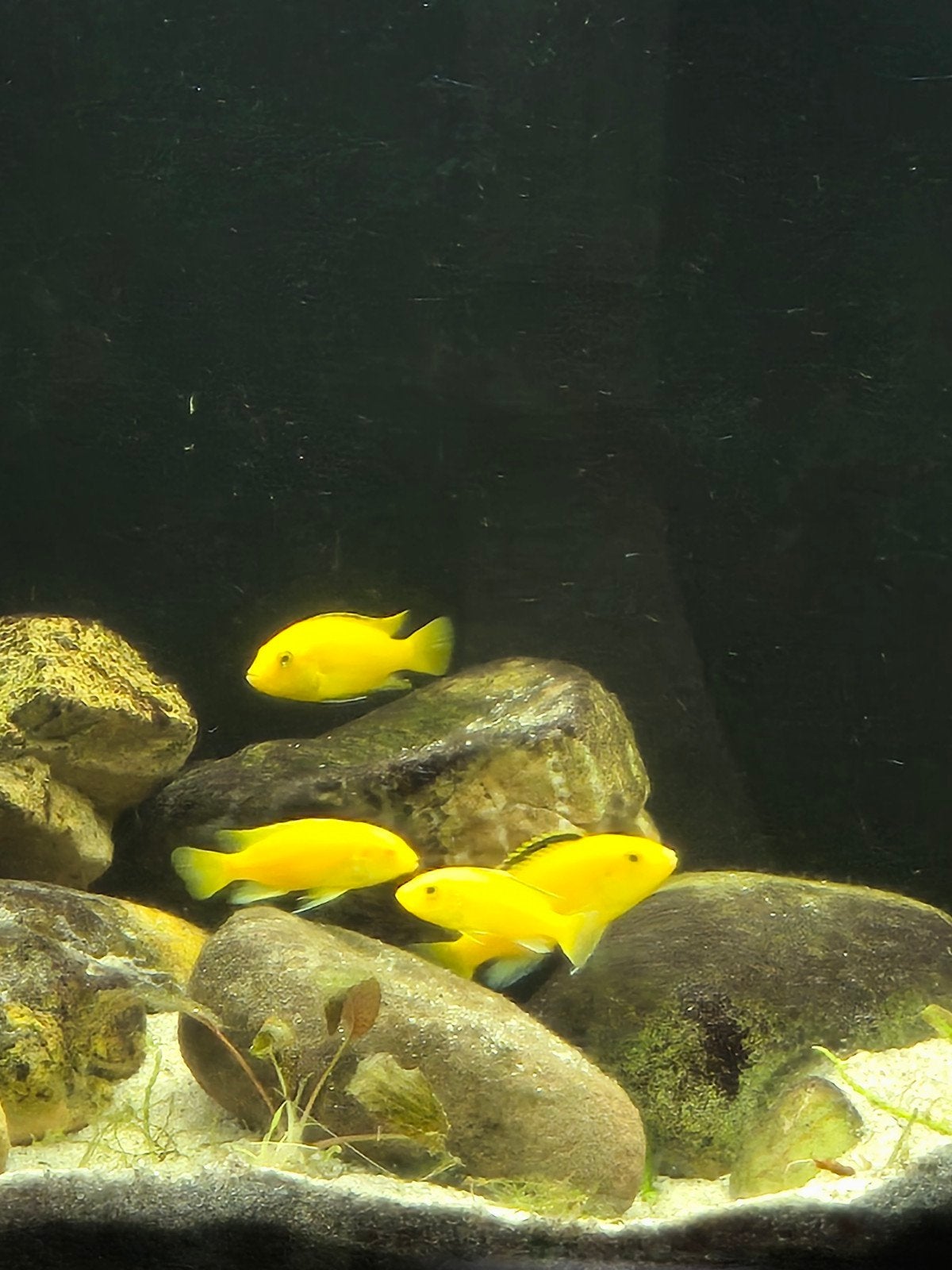 6 Prachtige gele Malawi cichliden, volwassen aquariumvissen, Vis