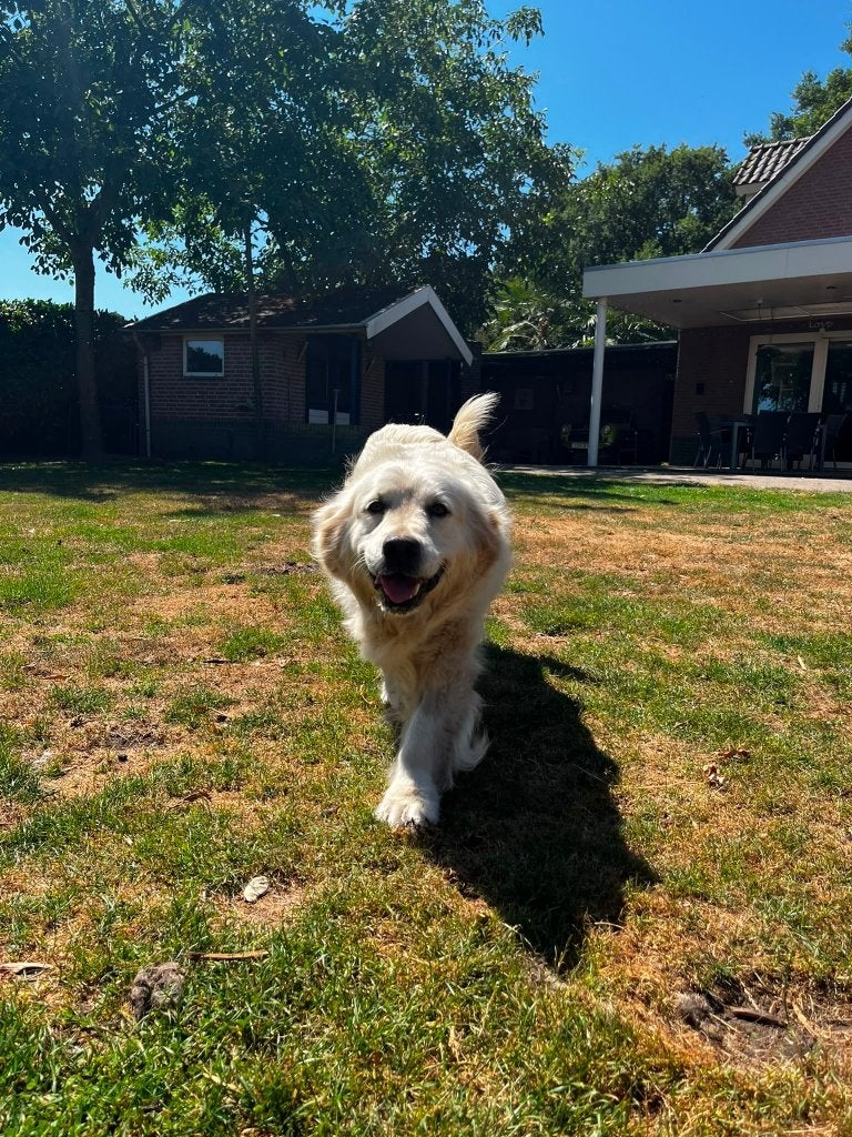 Golden Retriever, Dieren en Toebehoren, 6 jaar of ouder, Golden retriever, Teef, Parvo