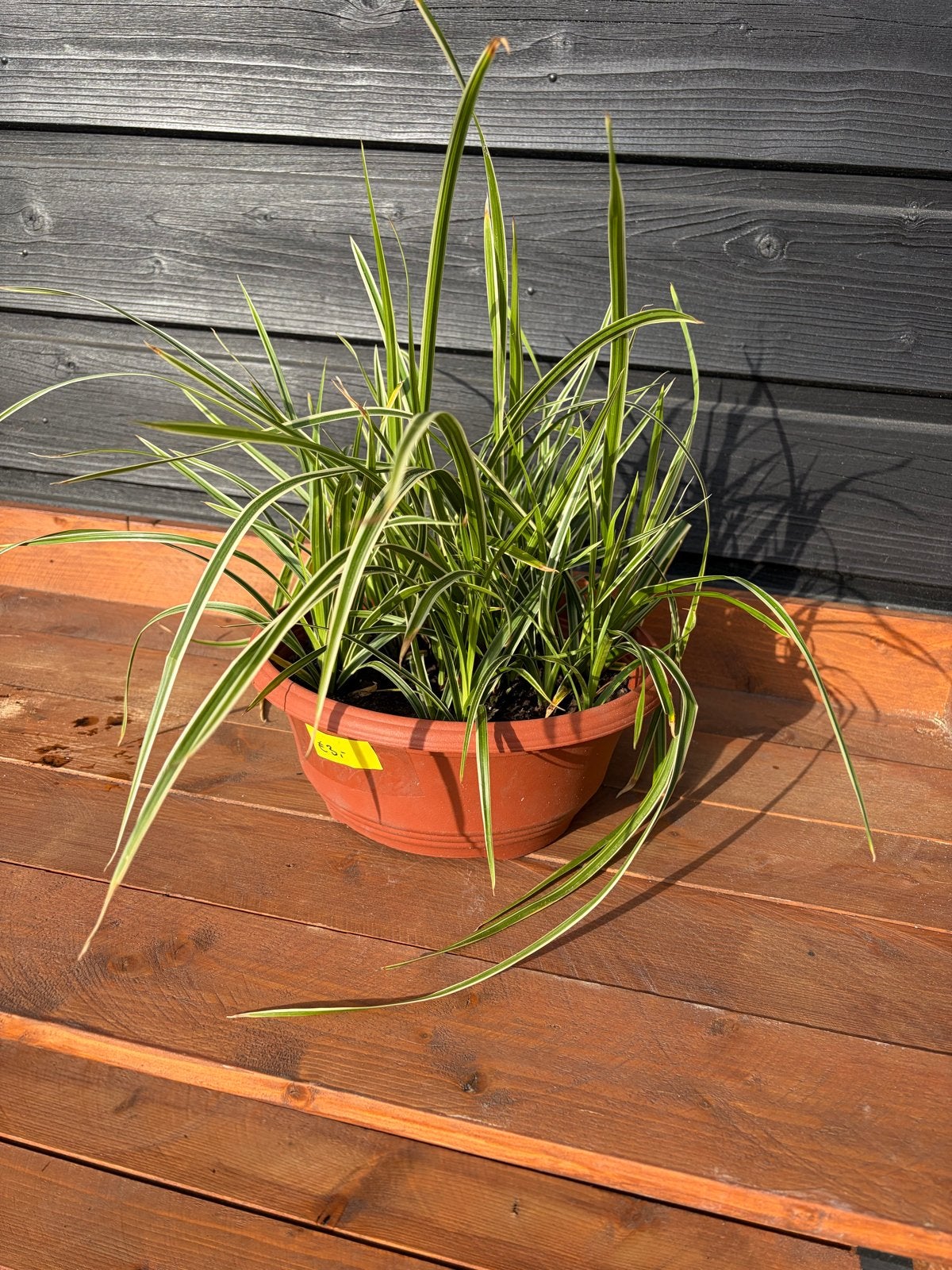 10 stekjes Carex morrowii - Japanse zegge, Ophalen, Vaste plant, Siergrassen, Bloeit niet
