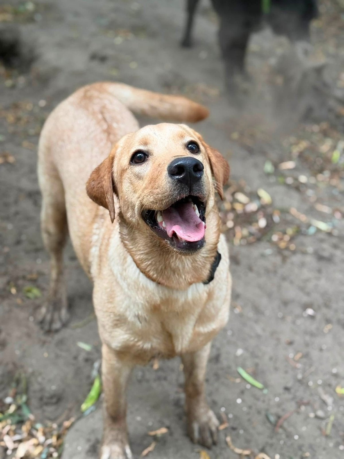 Labrador teefje 9 mnd, 15 weken tot 1 jaar, Teef, Eén hond, Nederland