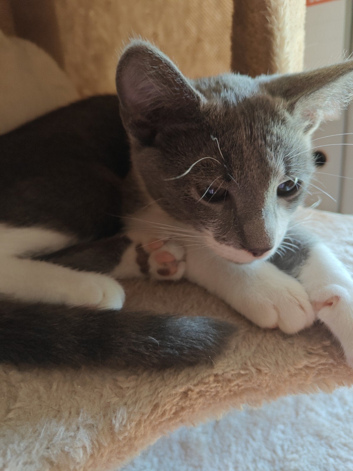Kittens, Blauwe Rus x Grijs witte Britse Korthaar, Dieren en Toebehoren, Meerdere dieren, Kortharig, 0 tot 2 jaar
