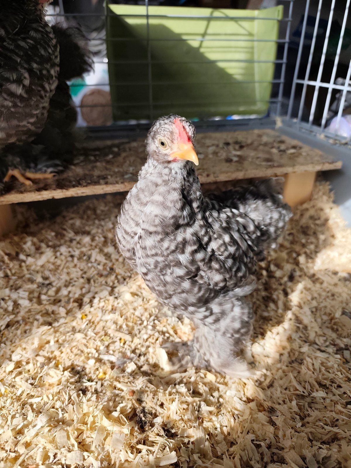 3 jonge Cochin kriel haantjes, Mannelijk, Kip