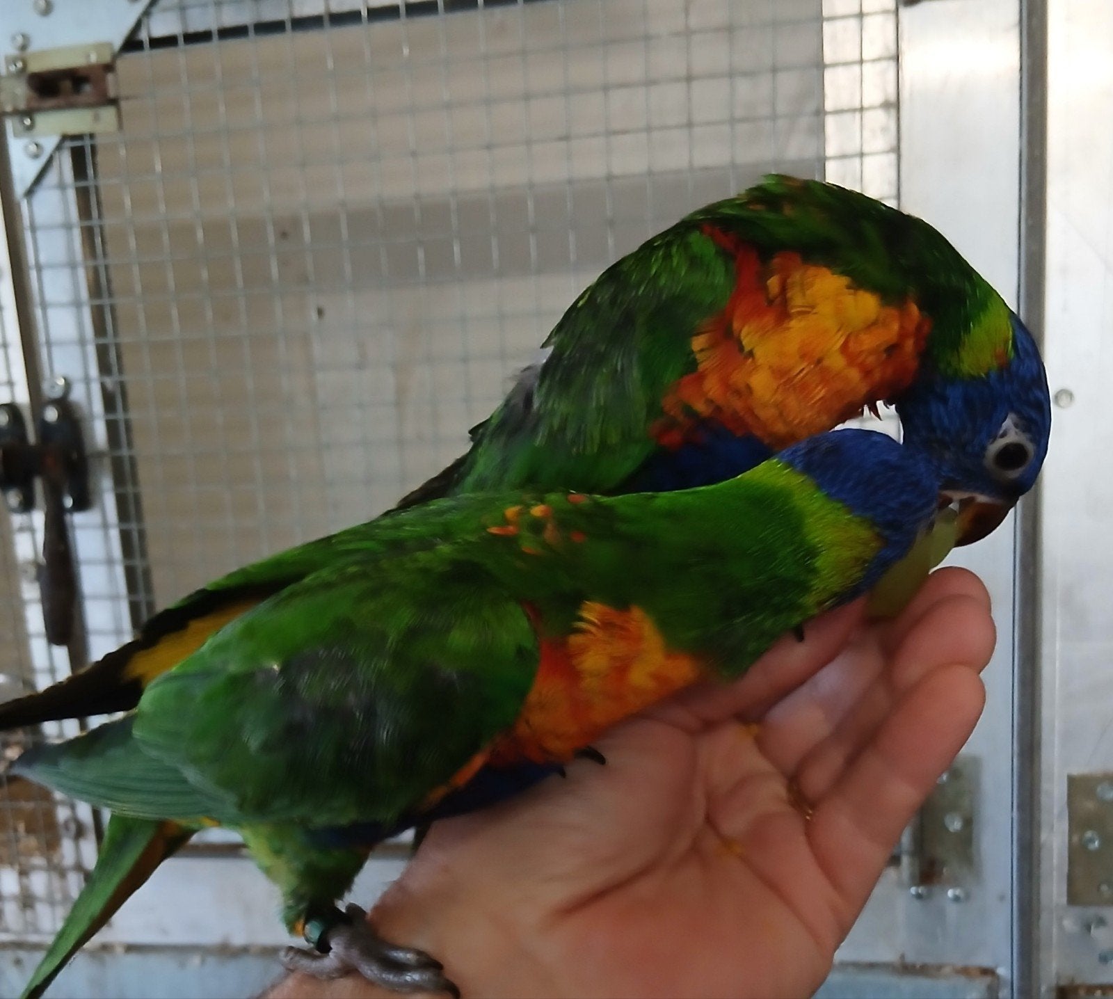 Opnieuw in de verkoop 2 handtamme lori's, Dieren en Toebehoren, Geslacht onbekend, Papegaai, Geringd