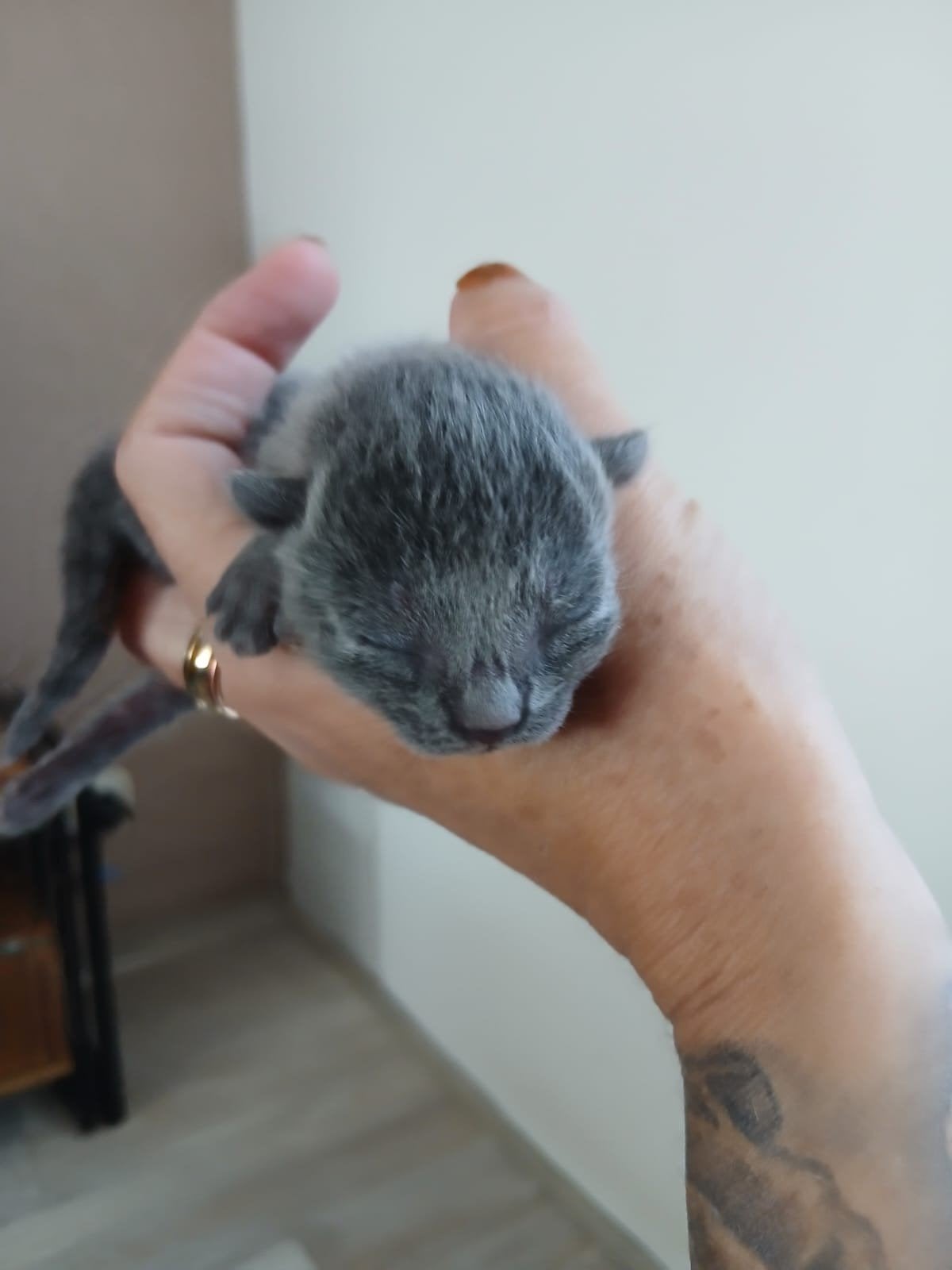 kittens, Dieren en Toebehoren, Juli, Meerdere dieren, Overige typen
